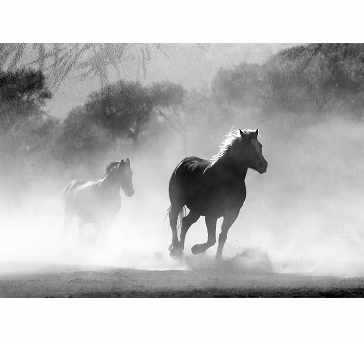 Fotomural animale Caballo blanco y negro - TenVinilo