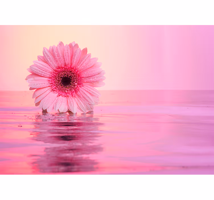 Fotomural flores Flores de gerbera rosa - TenVinilo