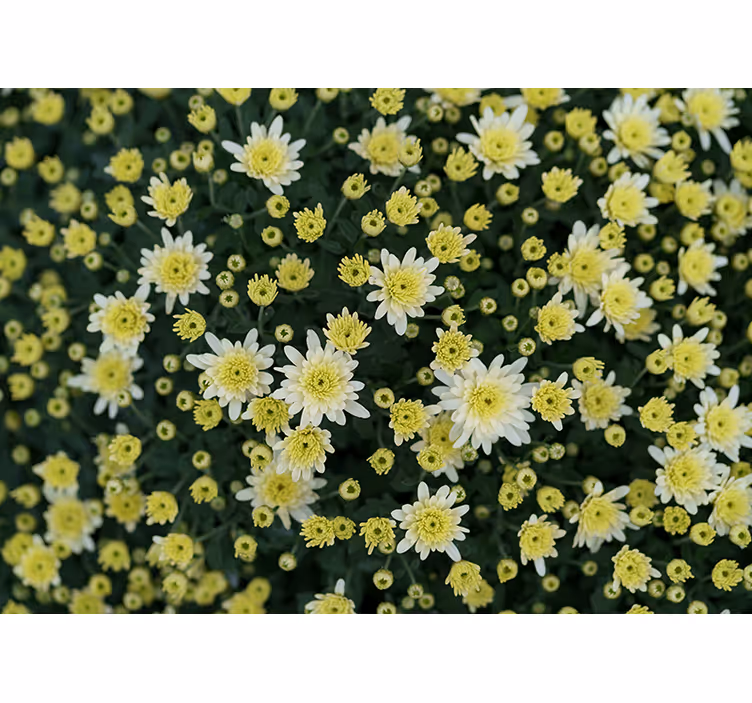 Mural de flores amarillas en flor - TenVinilo