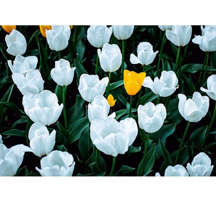 Fotomural de tulipanes Hermosos tulipanes blancos - TenVinilo