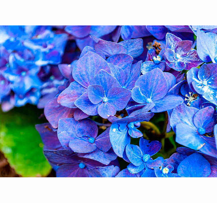 Fotomural flores Flores de hortensia - TenVinilo