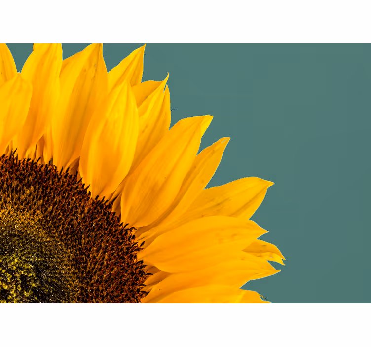 Fotomural flores Girasol de cerca - TenVinilo