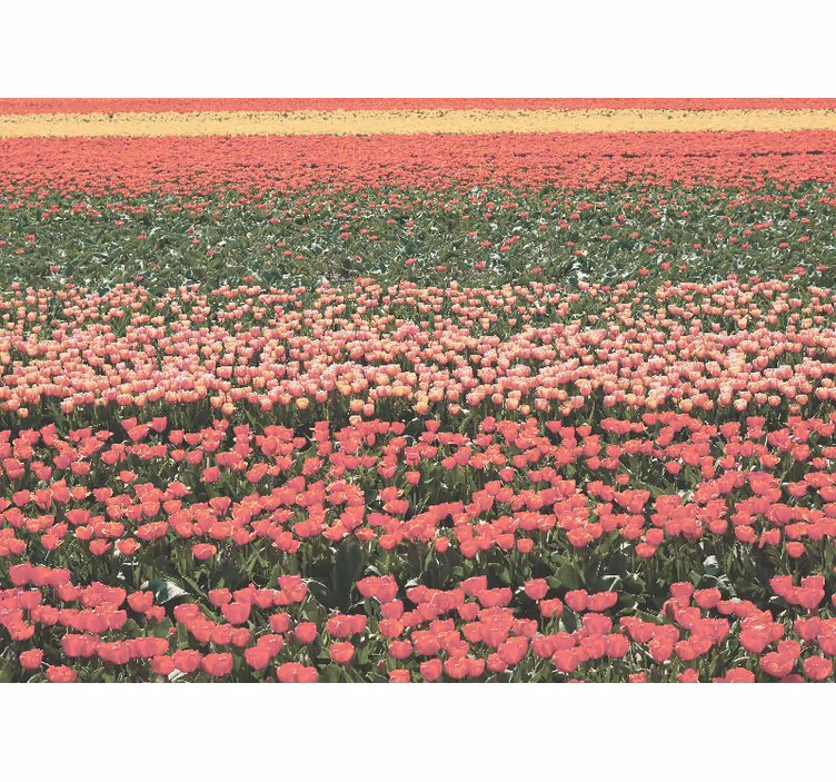 Mural de flores campo de tulipanes - TenVinilo
