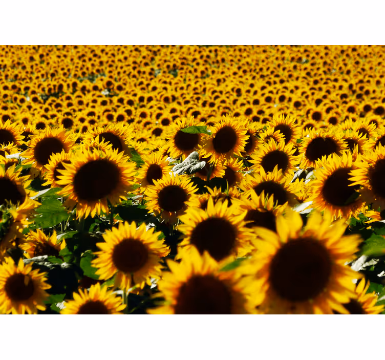 Fotomural flores Campo de girasol cerrar flor - TenVinilo