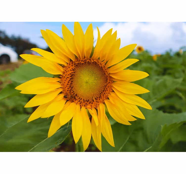 Mural de flores belleza en flor de girasol - TenVinilo
