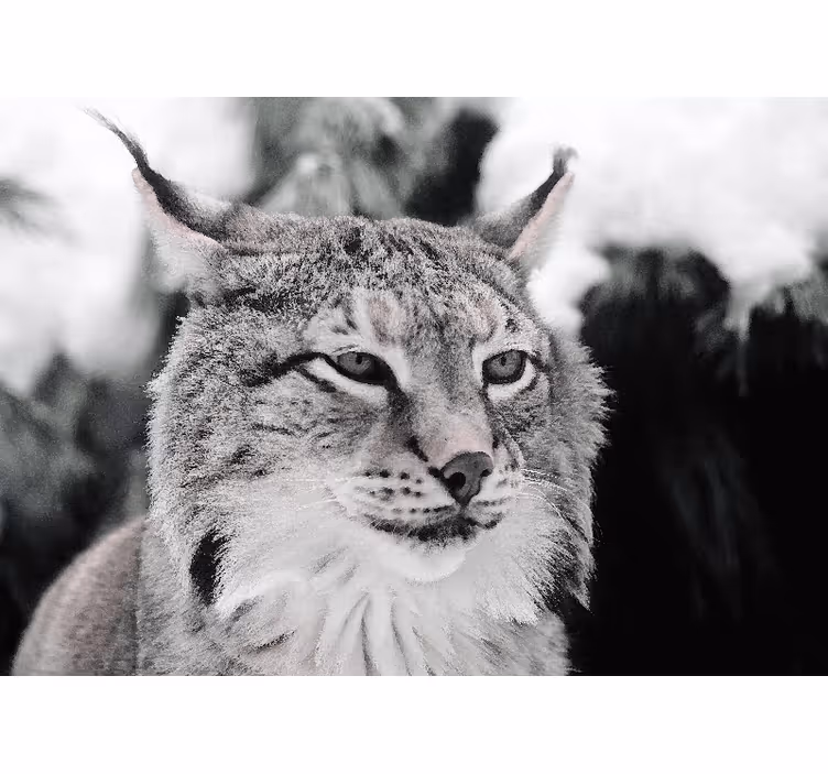 Mural de animales lince de mirada intensa - TenVinilo