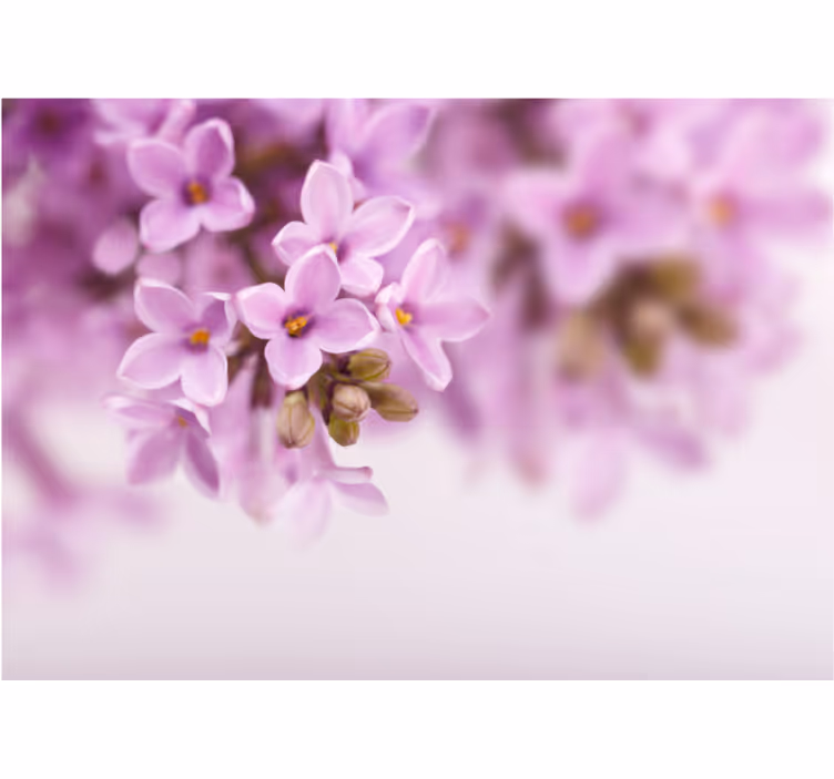 Mural de flores flores lilas delicadas - TenVinilo