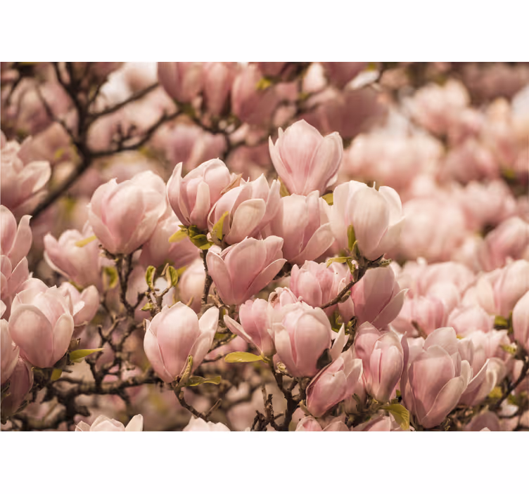 Fotomural diseño de flores de magnolia - TenVinilo