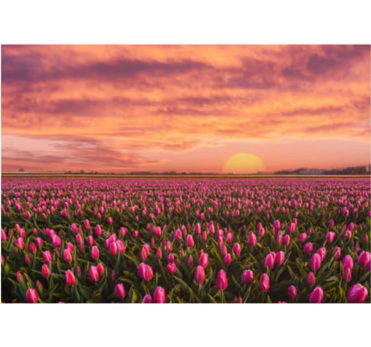 Mural de flores campo de tulipanes al atardecer - TenVinilo