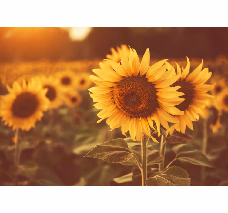 Mural de flores campos de girasoles - TenVinilo