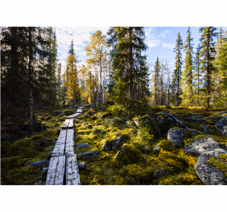 Fotomural ciudad Parque nacional koli finlandia - TenVinilo