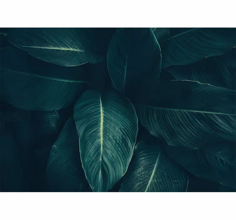 Fotomural naturaleza Grandes hojas verdes tropicales - TenVinilo