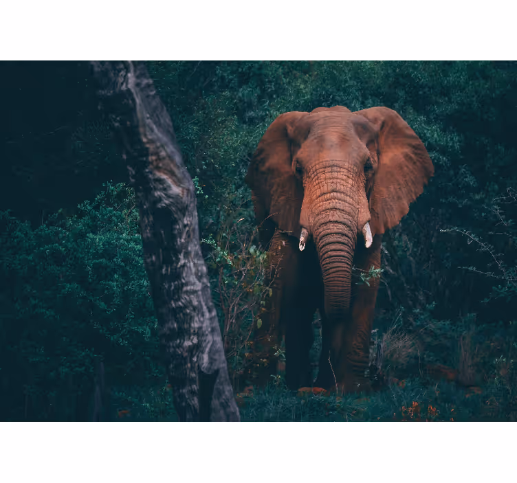 Mural de animales presencia del elefante majestuoso - TenVinilo