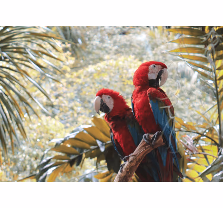 Mural de animales loro guacamayo escarlata pareja - TenVinilo