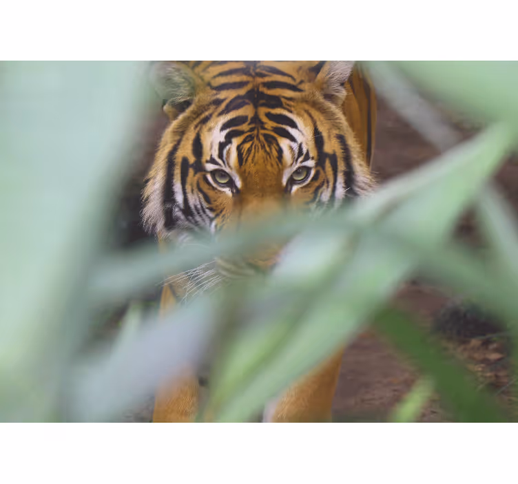Mural para salón Cara de tigre hojas del bosque - TenVinilo