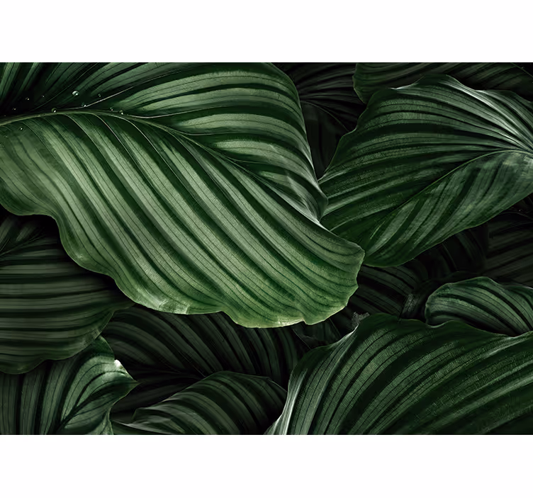 Mural de naturaleza hojas verdes frondosas - TenVinilo