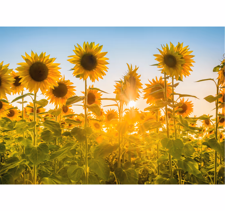 Fotomural flores Campo de girasoles al amanecer - TenVinilo