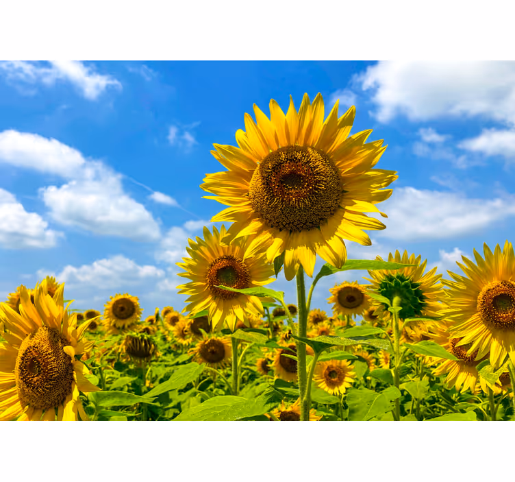 Fotomural flores Girasol brillante - TenVinilo