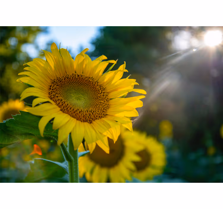 Fotomural flores Tres girasoles brillantes - TenVinilo