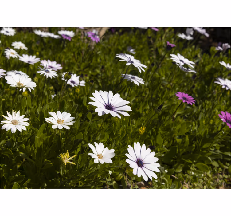 Fotomural flores Flores de margarita púrpura y blanca - TenVinilo