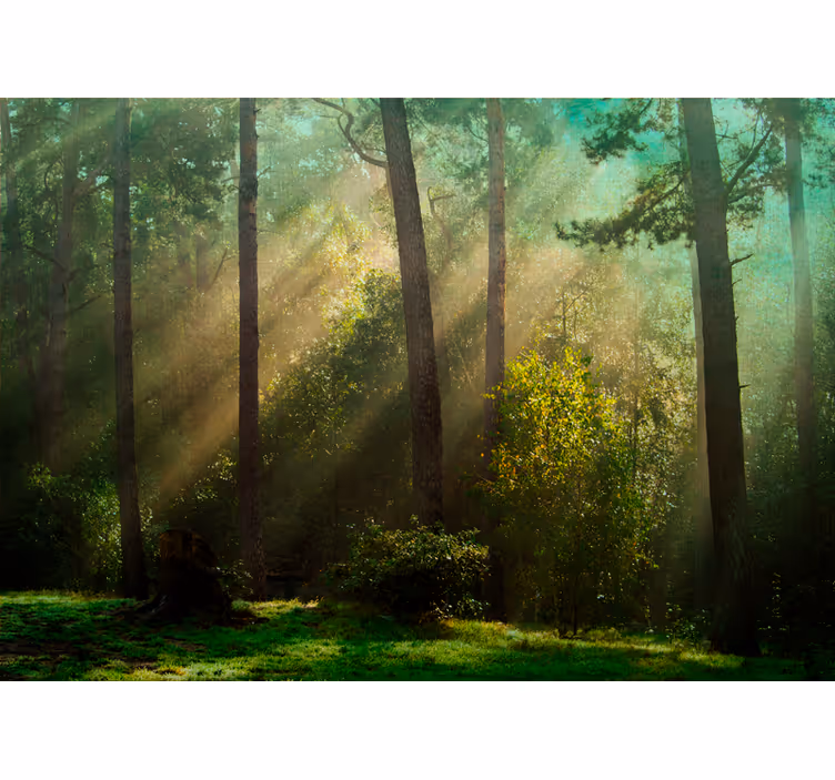 Mural de bosque escena de bosque encantado - TenVinilo