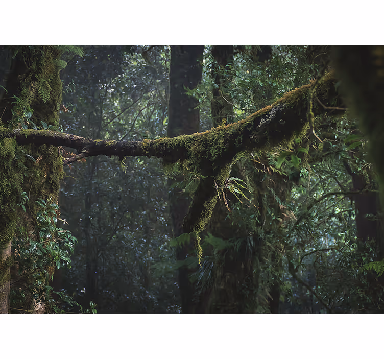 Fotomural de bosque Follaje amazónico - TenVinilo