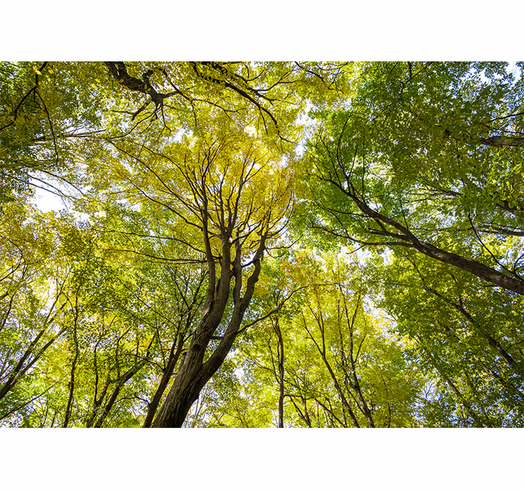 Fotomural de bosque árbol icónico - TenVinilo