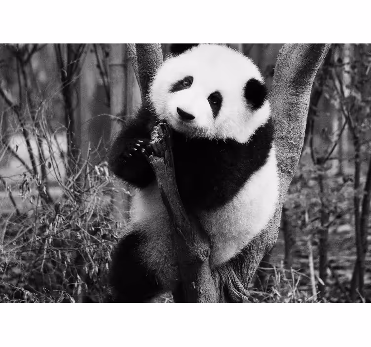 Fotomural africano Panda blanco y negro en el árbol - TenVinilo