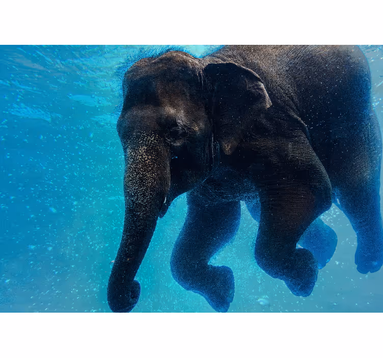 Mural de mar elefante bajo el agua - TenVinilo
