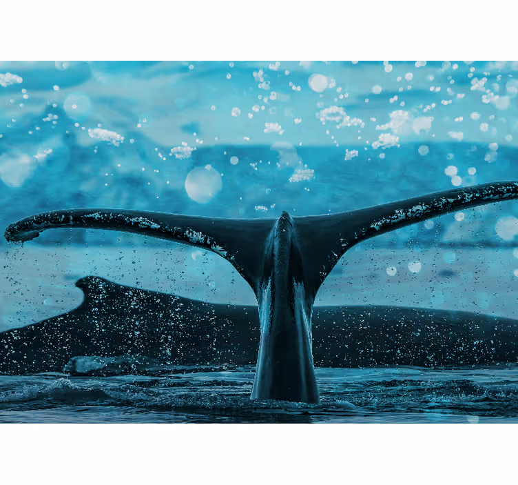Mural de animales aleta de ballena salpicando - TenVinilo