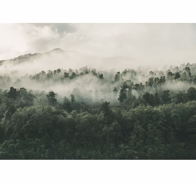 Fotomural naturaleza Selva tropical verde con niebla - TenVinilo