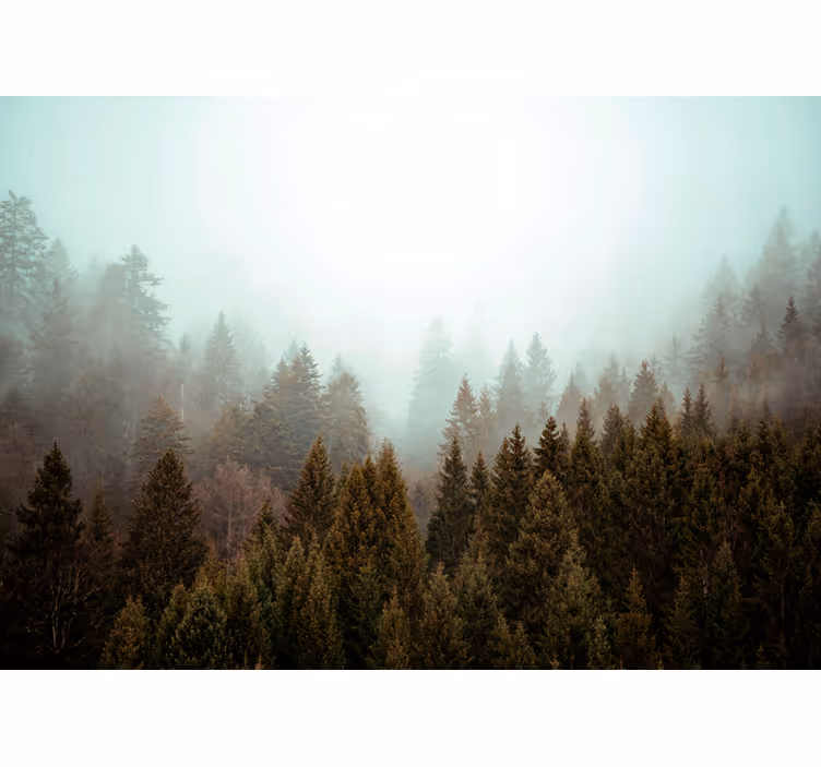 Fotomural naturaleza Bosque de coníferas y niebla - TenVinilo