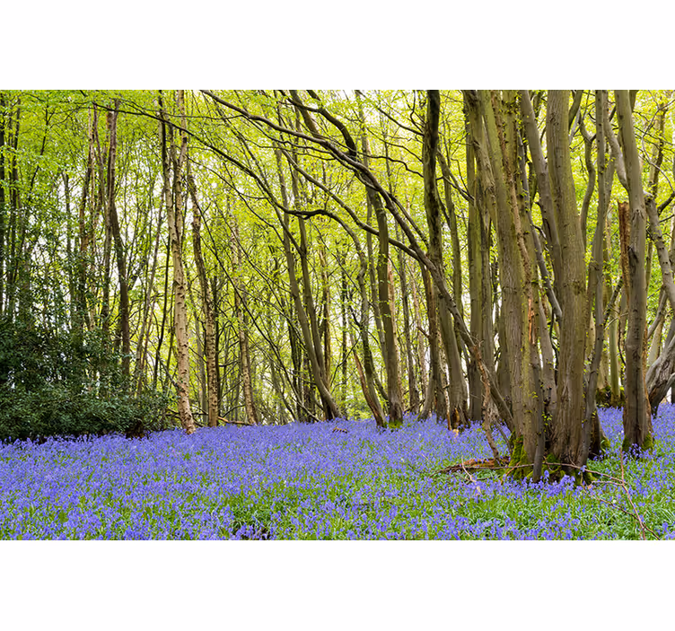 Fotomural naturaleza Flores de campanilla en el bosque - TenVinilo