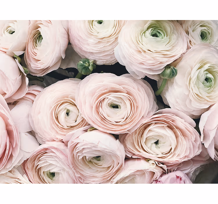 Fotomural flores Rosas blancas realistas y hermosas - TenVinilo