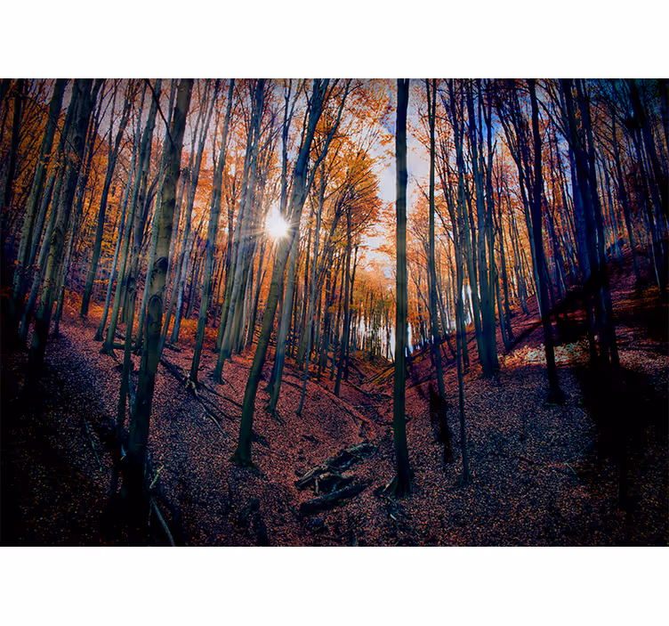 Mural de bosque bosque de otoño soleado - TenVinilo
