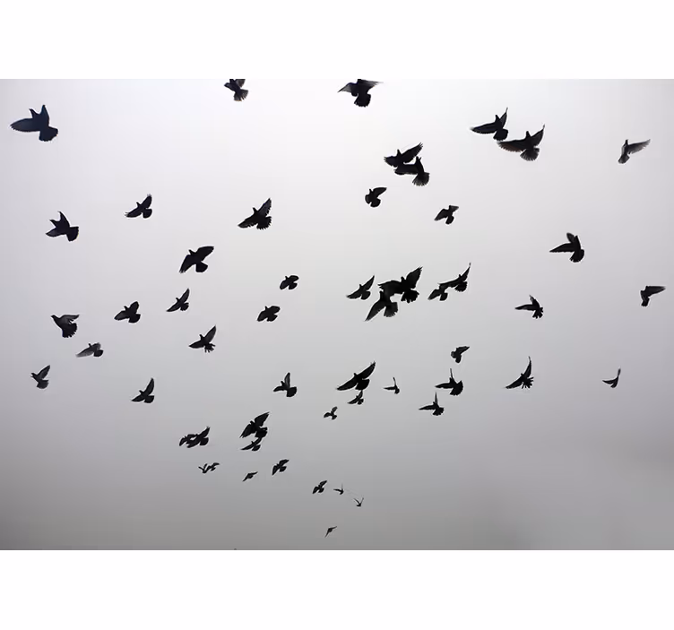 Mural de animales pájaros negros voladores - TenVinilo
