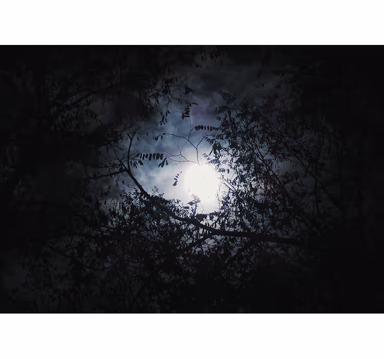 Mural de naturaleza ramas bajo la luna - TenVinilo