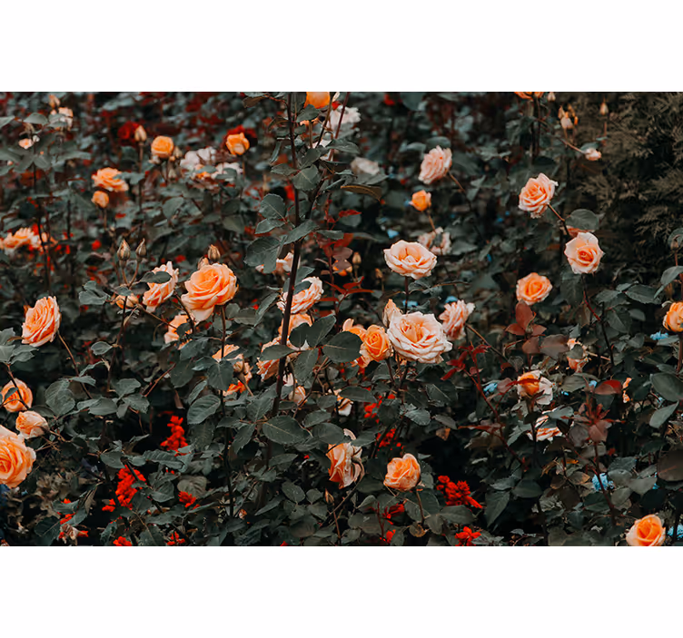 Mural flores rosas en flor - TenVinilo
