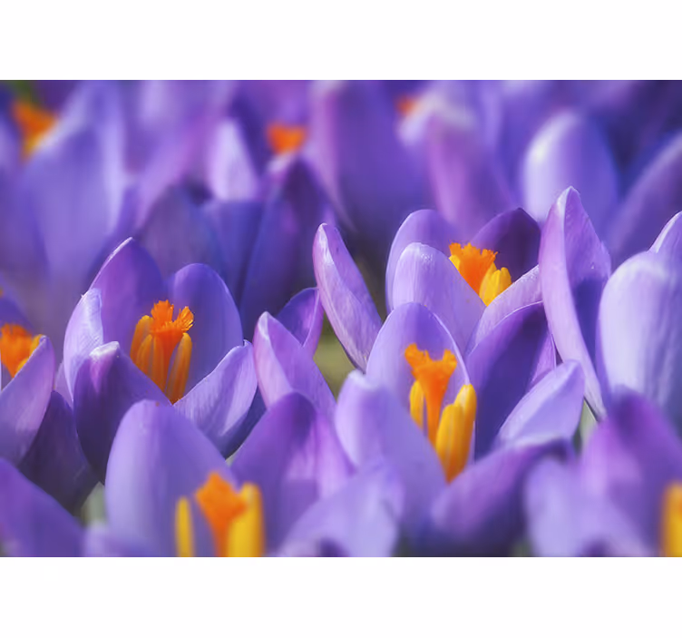 Mural flores crocus morados en flor - TenVinilo