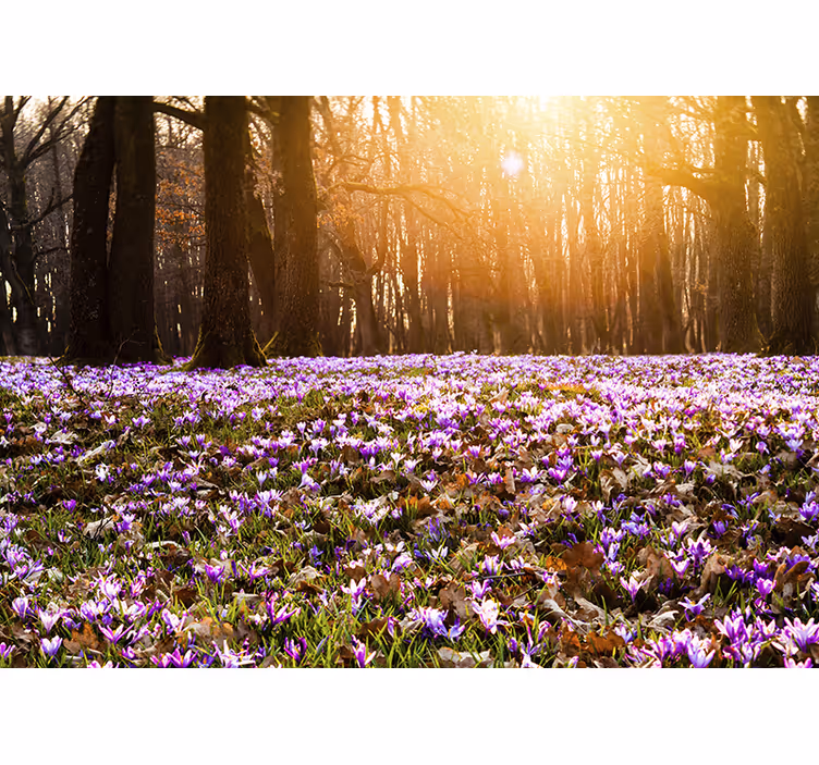 Fotomural flores Hermoso paisaje de azafrán púrpura - TenVinilo