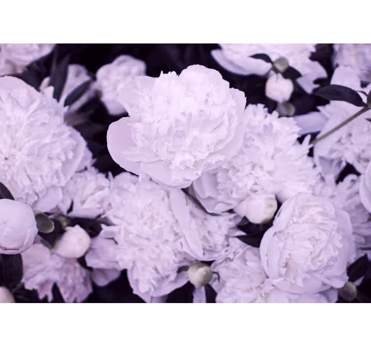 Mural de flores pivones lavanda en flor - TenVinilo