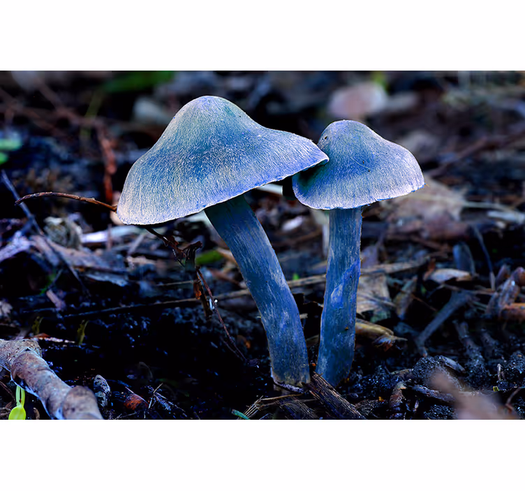 Fotomural naturaleza Setas azules y hojas - TenVinilo