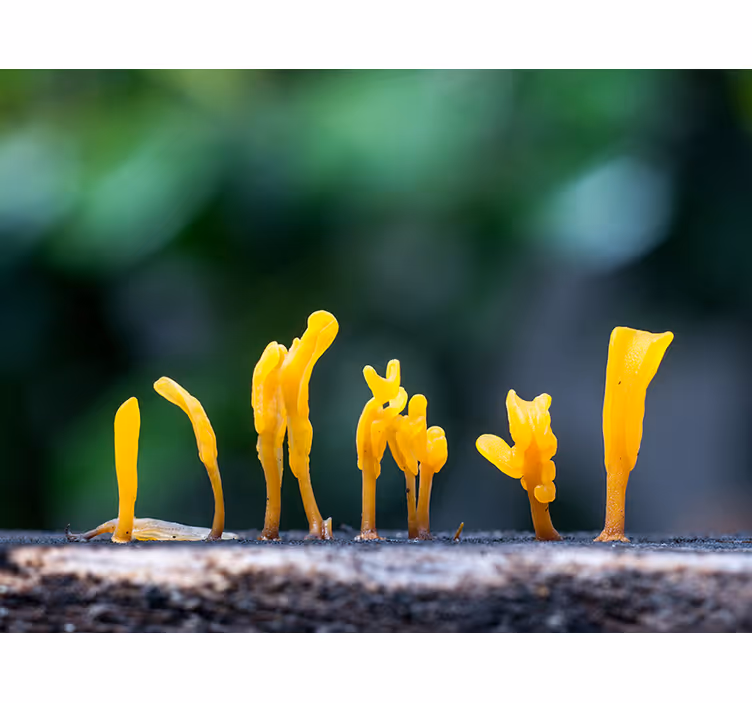 Mural de naturaleza crecimiento de hongo amarillo - TenVinilo