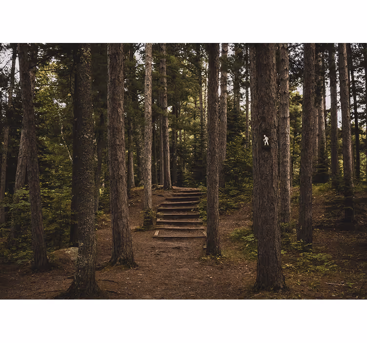 Fotomural de arboles árbol alto bosque naturaleza - TenVinilo