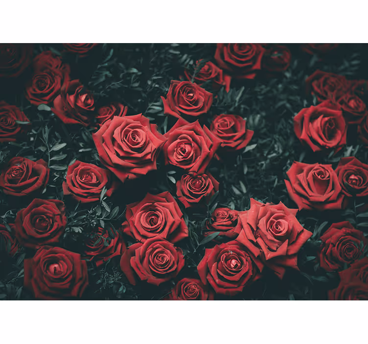 Fotomural de rosas Rosas rojas brillantes - TenVinilo