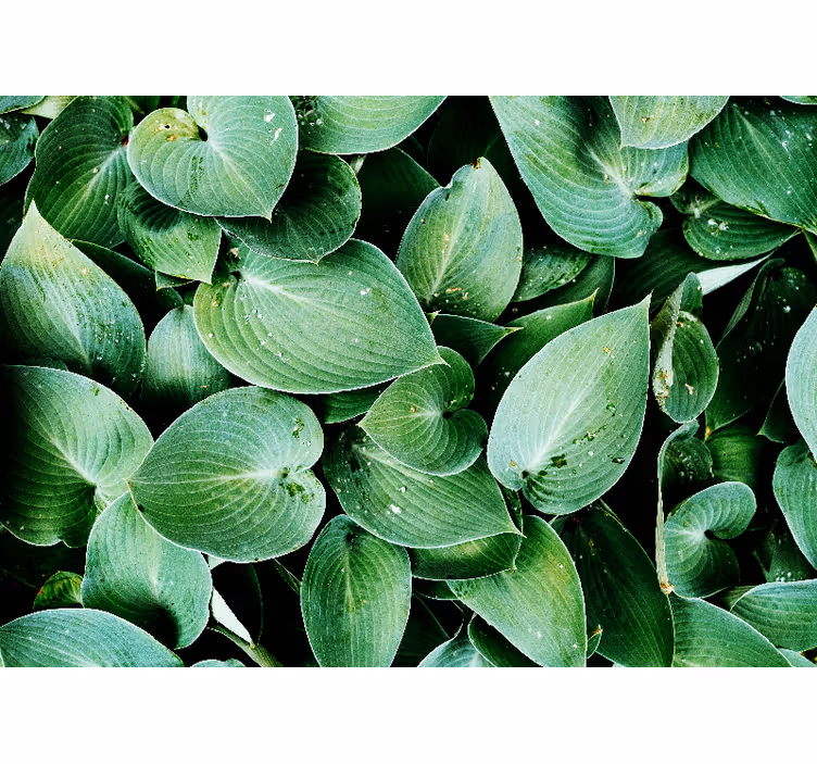 Mural de naturaleza hojas verdes lujuriosas - TenVinilo