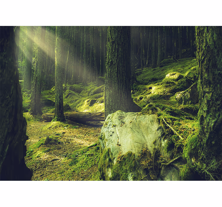 Mural de naturaleza luz del sol entre los árboles - TenVinilo