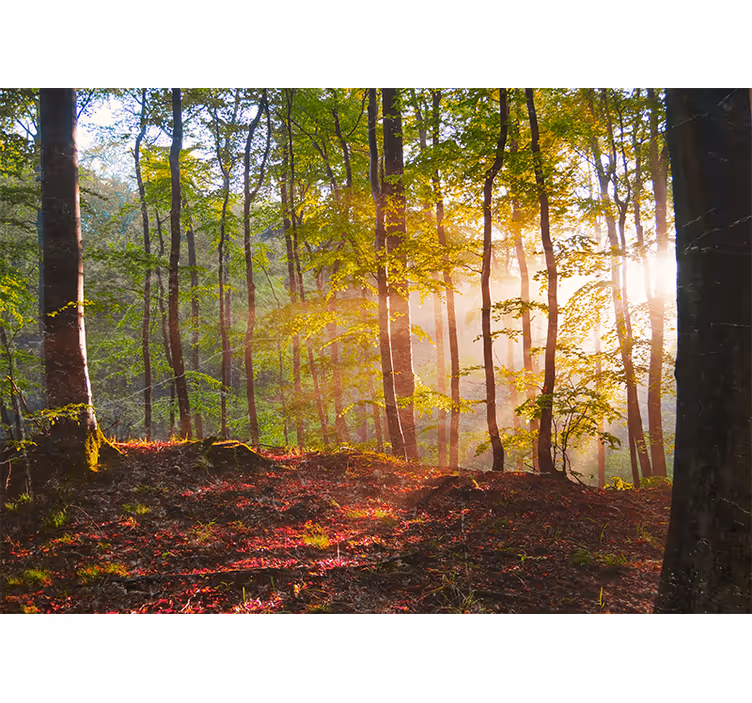 Fotomural de bosque Hermoso amanecer en el - TenVinilo