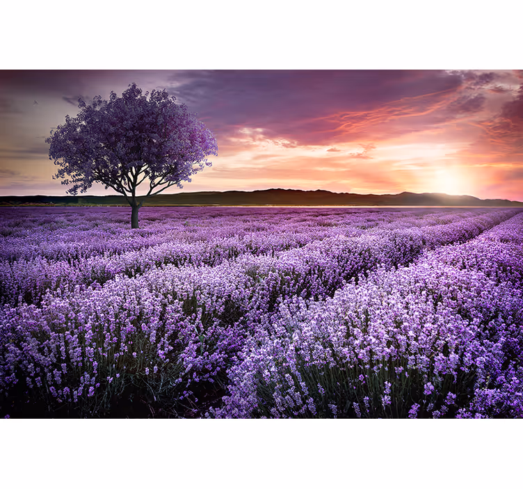 Mural de flores pradera de lavanda al anochecer - TenVinilo