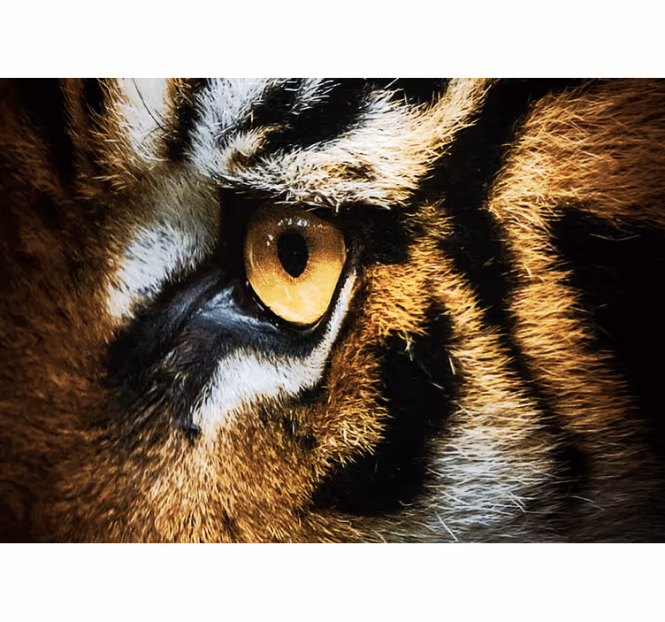 Mural de animales intensa mirada de tigre - TenVinilo